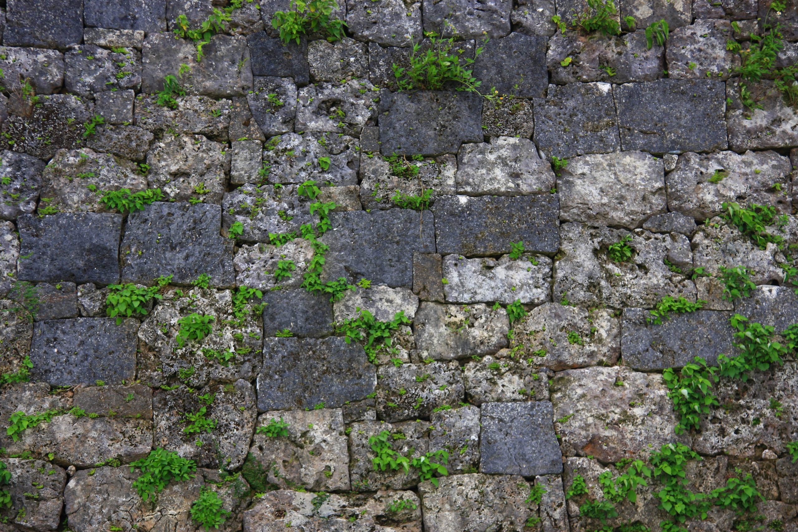 <p class="p1">琉球・中城城一の郭西面アーチ門袖の城壁。<br />
緻密な切石積みの配色センスと、石灰岩（白い方の石）に息吹く緑が、柔らかさを表現する。<br />
<span class="s1">[</span>撮影：<span class="s1">2019.08.14</span>、沖縄県中頭郡北中城村<span class="s1">]</span></p>